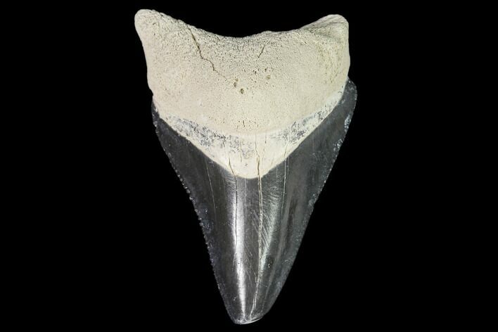Serrated, Fossil Megalodon Tooth - Florida #110438